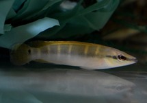 GELBFLOSSEN ZWERGHECHTBUNTBARSCH