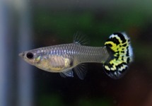 Guppy Female