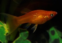 MOLLY RED LONGFIN