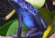BLUE POISON ARROW FROG