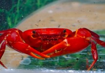 INDIA FIDDLER CRAB