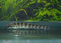 MICROCHARACIDIUM SP. PERU