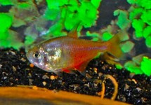 FLAME TETRA