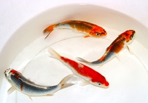 KOI EXTRA FARBE EUROPA 10/12