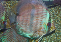 DISCUS HECKEL RIO JAVARI