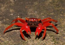 VAMPIRE CRAB RED RUBY