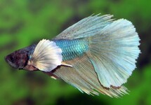 BETTA SUPERDELTA DUMBO EAR MALE