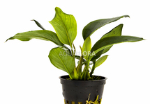 Anubias species - PE