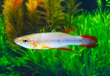 KILLIFISH LAMOTTEI