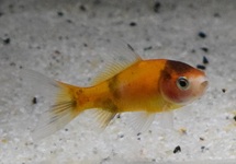 GOLDFISH SHUBUNKIN RED