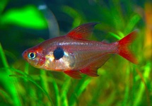 ROTER PHANTOMSALMLER