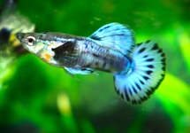 GUPPY TUXEDO BLUE BERRY MALE