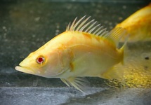 CHINESE PERCH ALBINO