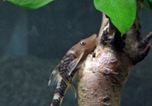 HYPOPTOPOMA ROBOCOP