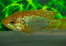 JUWEELCICHLIDE NEON BLAUW