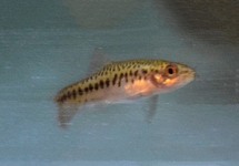 INLE LOACH