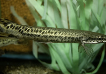 ALLIGATOR GAR