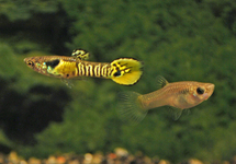 GUPPY ENDLER TIGER (M/F)