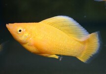 SEGELKÄRPFLING ORANGE