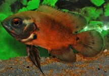 OSCAR RED