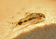 Dwerg Corydoras