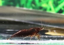 CHOCOLATE SHRIMP