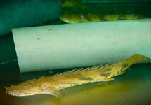 GUINEAN BICHIR