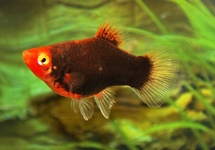 KORALLENPLATY SCHWARZ