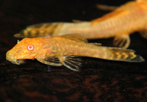 ANCISTRUS GOLD ALBINO  