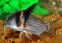 BLUESPOTTED CORY