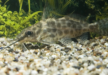 SYNODONTIS ALBERTI