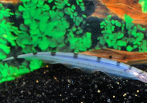 MUIZENSTAART GLASMESVIS