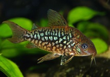 CORYDORAS PANTANALENSIS