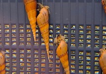 PLICARIA SLAK