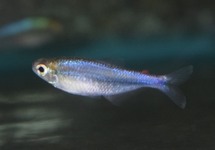 BLACKEDGE TETRA