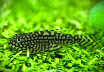 Hillstream loach