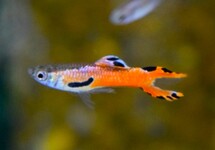 ENDLER GUP RED SCARLET (M/F)