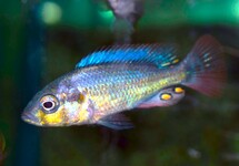 CICHLIDÉ VICTORIA NUBILUS