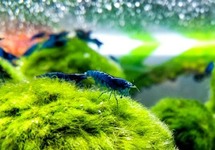 BLUE DIAMOND SHRIMP