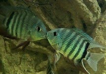 INIRIDA SEVERUM