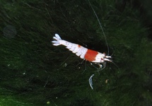 CRYSTAL RED SHRIMP S-GRADE