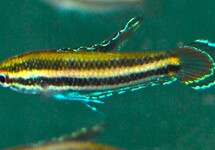 LICORICE GOURAMI SUMATRANUS