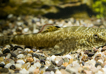 SUCKER-BELLY LOACH