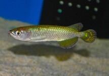 AUSTRALISCHE AROWANA
