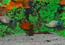 PLATY MICKEY ASSORTIS