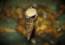 GIANT TOWER CAP SNAIL