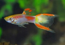 GUPPY ENDLER JAUNE LASER TAIL (M/F)
