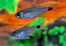 REED TETRA