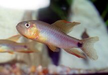 SAILFIN TETRA