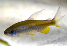 KONGOSALMLER ORANGE MAKOUA